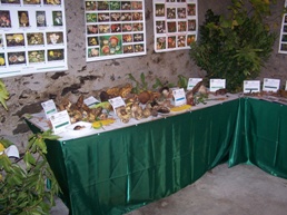 Mostra micologicadell'associazione micologica Oristanese