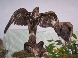 Mostra della Caccia Aquila